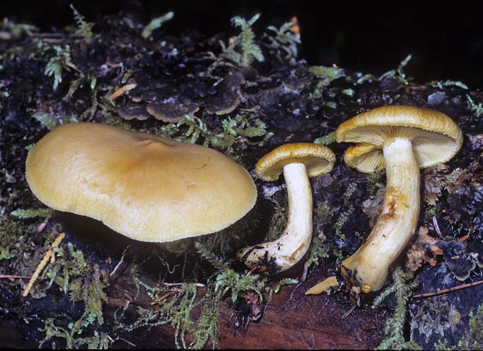 Tricholomopsis thompsoniana